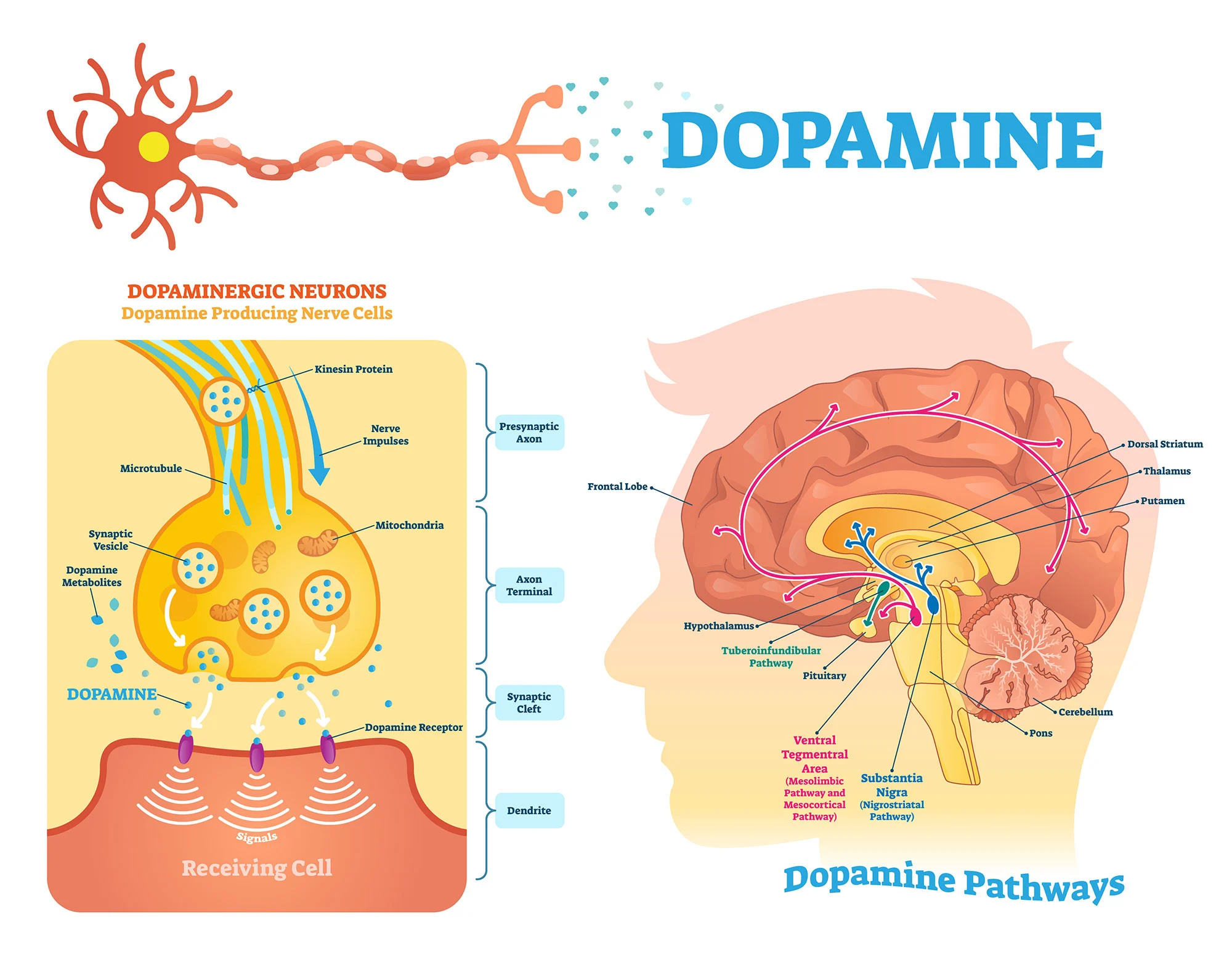 Neurochemical Reset: 5 Scientific Steps to Beat ADHD Paralysis
